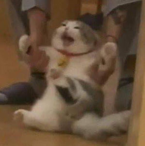 Meet your Posher, Riselly